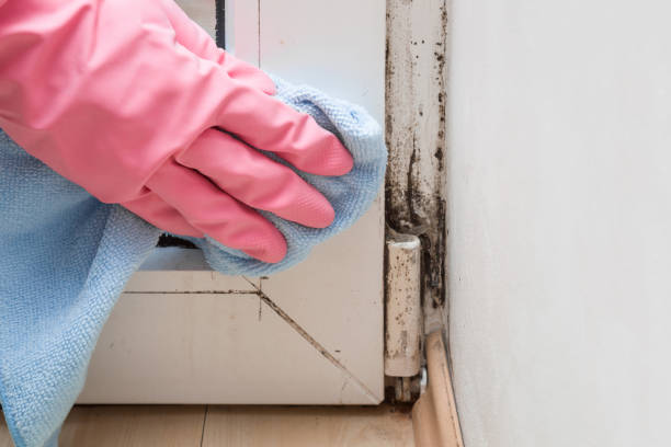 Best Biohazard Mold Removal  in Budd Lake, NJ